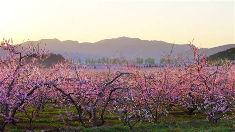 平谷哪裏看桃花，桃花節期間賞花人潮絡繹不絕